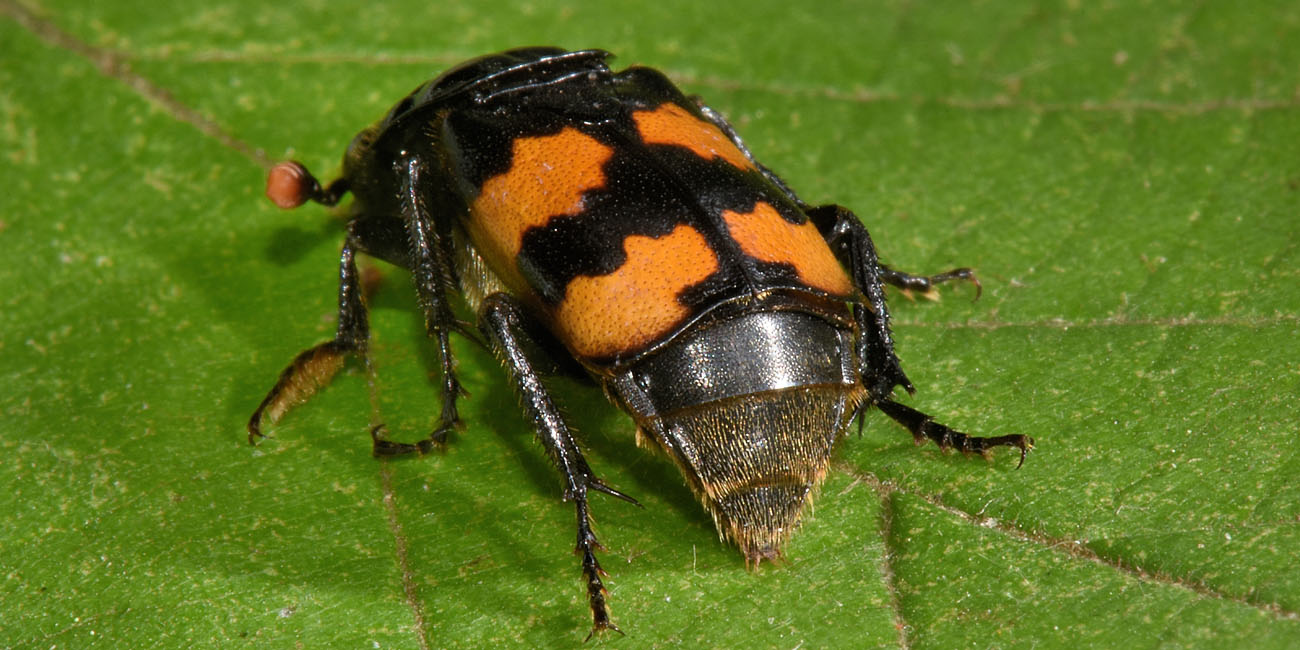 Silphidae: Nicrophorus interruptus